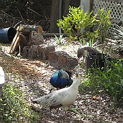 Picture 034